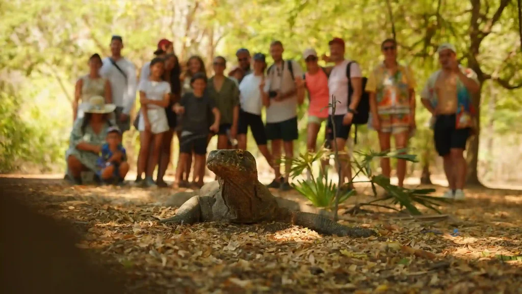 A Komodo dragon in Komodo National Park