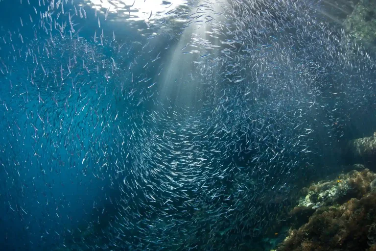 A reef dive site in Komodo National Park