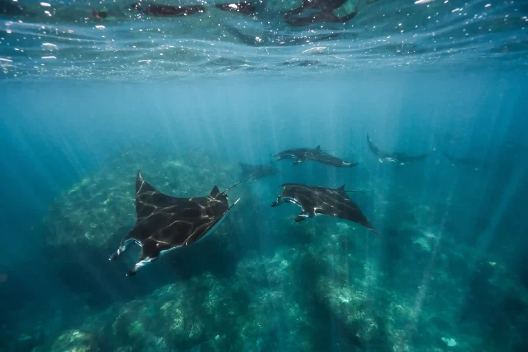 Manta Season in Komodo | Neptune Cruise Komodo